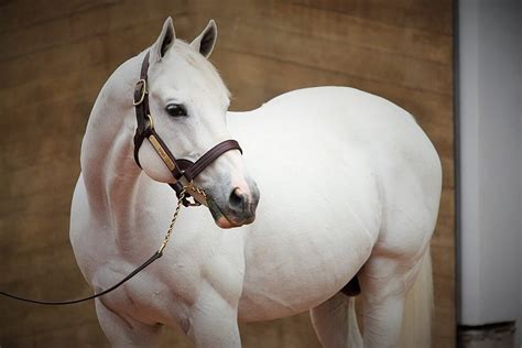 The Most Expensive Horses In The World In 2019 Hayzed Magazine