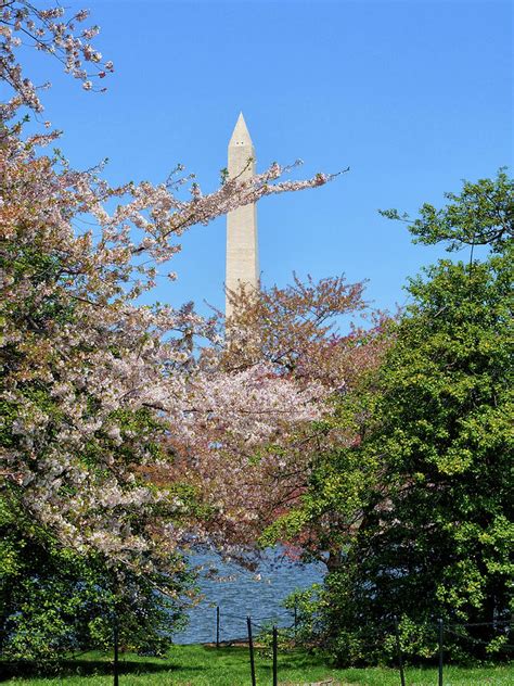 Dc Cherry Blossom Trees At The Tidal Basin And The Washington