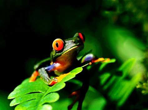 Red Eyed Tree Frog Wallpapers Hd 🔥 Download Free Backgrounds