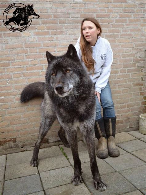 5 Most Amazing Wolf Hybrid Dogs You Have Ever Seen Wolf Hybrid Dogs