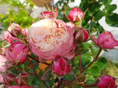 Victorian Classic Rose