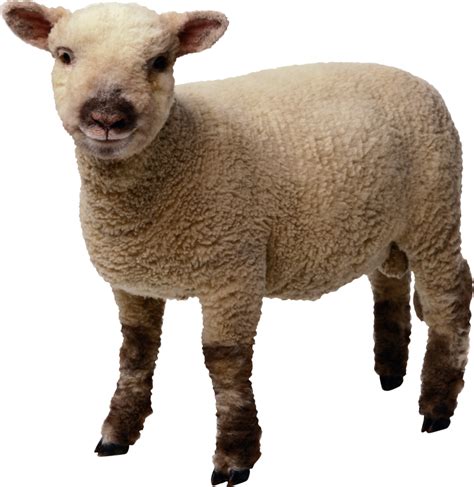 Sheep In Minecraft Png