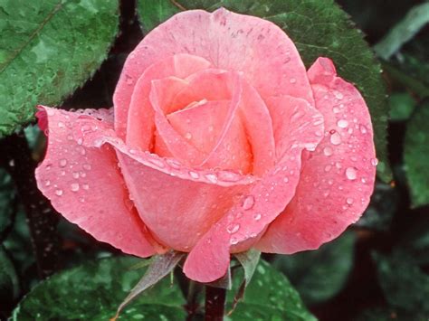 ازهار جميلة صور ازهار ملونة صباح الورد