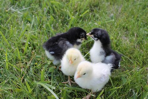 Free Images White Farm Petal Animal Cute Isolated Young Fluffy