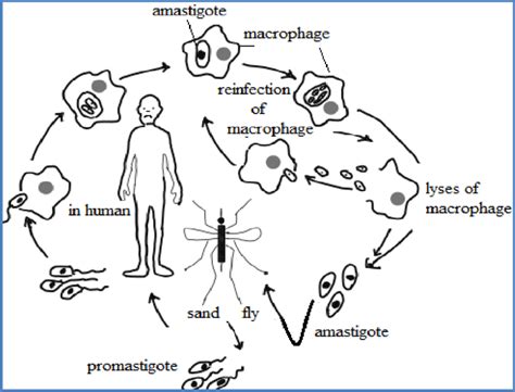 Life Cycle Of Leishmania Donovani Download Scientific Diagram