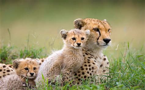 Mammals Pictures With Babies