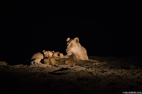 Lioness Suckling Cubs Will Burrard Lucas