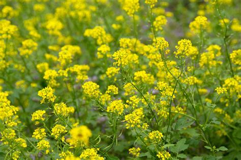 How To Grow And Care For The Mustard Plant