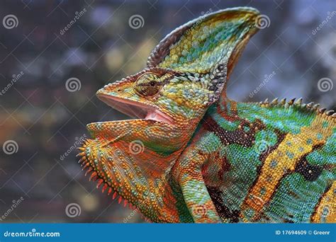 Chameleon Stock Image Image Of Animal Reptile Closeup 17694609
