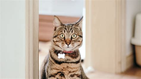 Download Wallpaper 2560x1440 Cat Pet Collar Glance Funny Widescreen