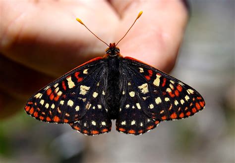 Sighting 1230600 Butterflies And Moths Of North America