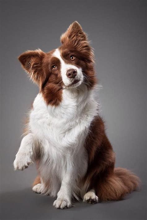 65 Best Images About Brownred And White Border Collies On Pinterest