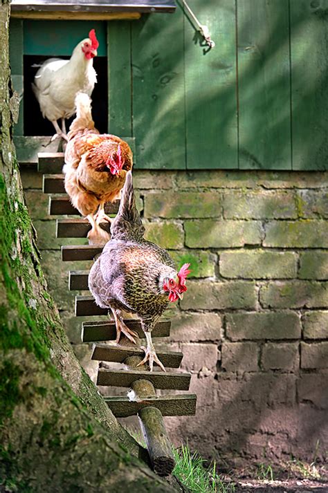 housekeeping for chicken keepers