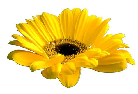 Yellow Flower Png Yellow Flower Png Transparent Free For Download On