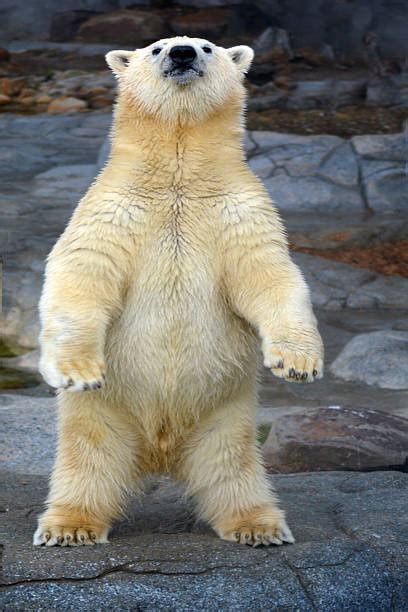 Polar Bear Standing Up Stock Photos Pictures And Royalty Free Images