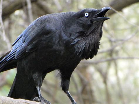 Australian Raven Ebird Australia Animals Raven Bird Species