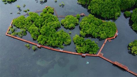 Wisata Papua Hijaunya Hutan Mangrove Di Twa Teluk Youtefa Tribun