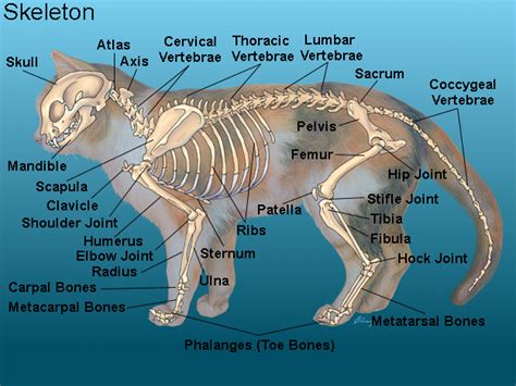 Feline Anatomy Diagram