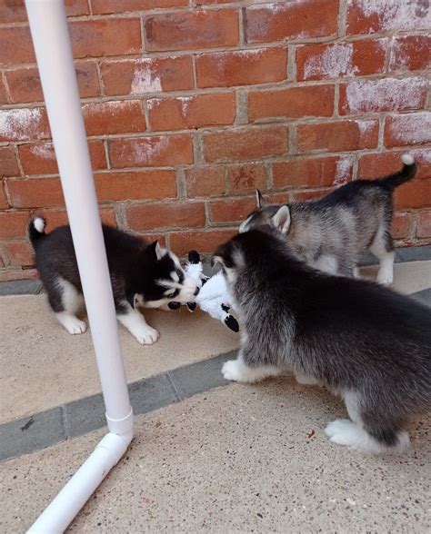 The siberian husky price varies depending on lineage, location, coloring, gender and more. Siberian Husky, Siberian Husky pups, Dogs, for Sale, Price