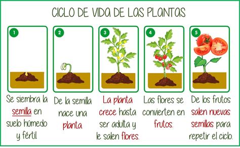 Dibujos Para Colorear Del Ciclo De Vida De Las Plantas Kulturaupice