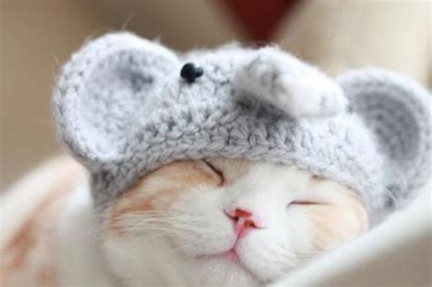 Cute Cat Hat Kittens Cutest Cute Animals Cats