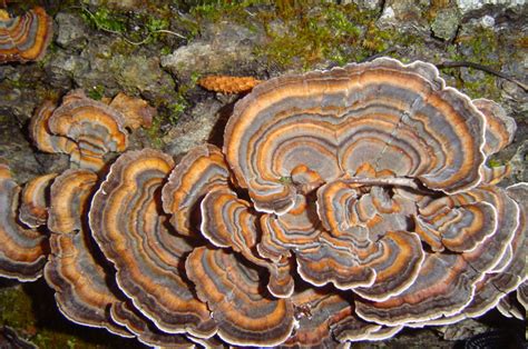 what are the benefits of turkey tail mushrooms