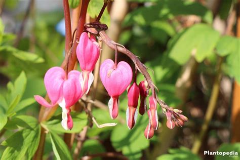 Bleeding Heart Flower Lamprocapnos Spectabilis Plant How To Grow And