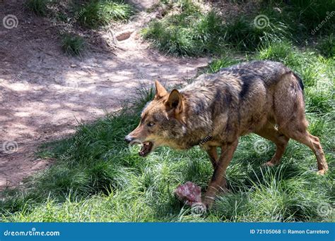 Adult Male Iberian Wolf Stock Photo Image Of Lupus Mammal 72105068