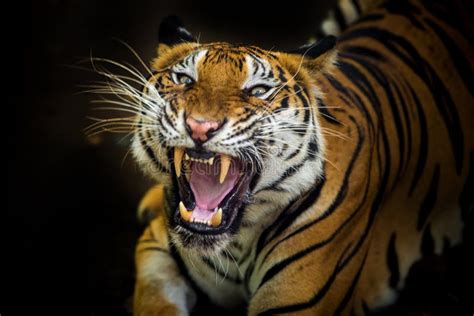 The Tiger Roars And Sees Fangs Preparing To Fight Or Defend Stock Photo