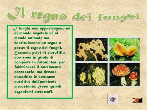 Ppt Il Regno Dei Funghi Powerpoint Presentation Free Download Id 5469726