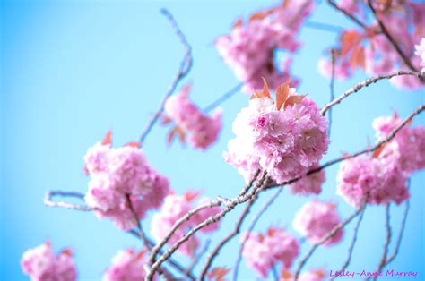 Wallpaper Pink Flower Branch Cherry Blossom Sky Spring Flora
