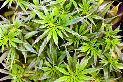 The interesting part of this is that. Colorado marijuana plant limits: House approves 16 plants ...
