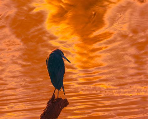 Little Blue Heron Against A Watery Background Reflecting A