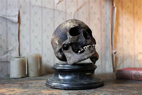 Well Patinated Early Human Skull At 1stdibs