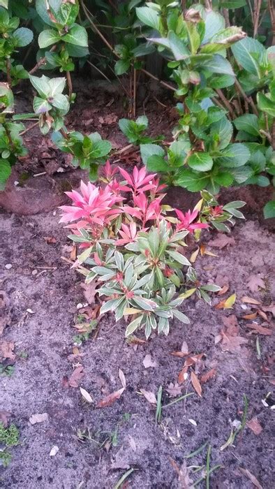 How to grow mountain fire pieris with a detailed description. Pieris japonica 'White Rim'