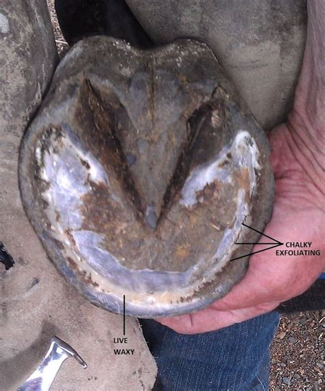 Principles For Evaluating Hoof Health Part 3 Horse Health The
