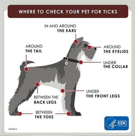 How To Check Your Pet For Ticks Ticks On Dogs Ticks Pets