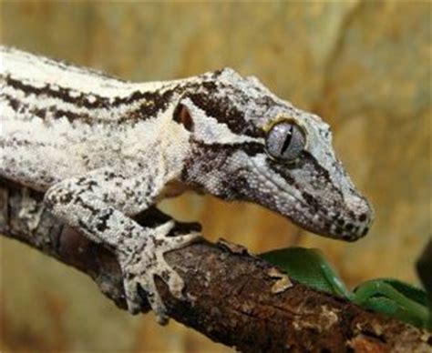 Crested geckos are arboreal, meaning they live in trees, so make sure to get a vertical terrarium. Gargoyle Gecko Facts, Habitat, Diet, Life Cycle, Baby ...