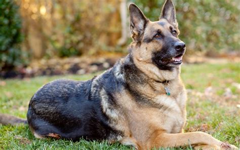 Alsatian Dog Breed Details Price Origin Facts Images News Bugz