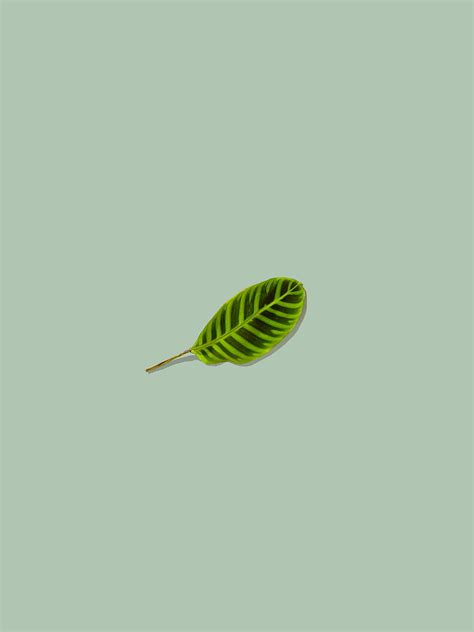 Leaf Green Minimalism Hd Phone Wallpaper Peakpx