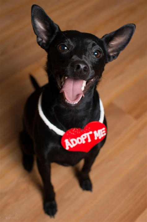 We did not find results for: What's The TRUE Cost Of Owning a Dog? (And How To Cut ...