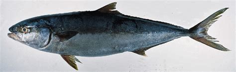 Amberjack Fish Culinary Profile Chefs Resources