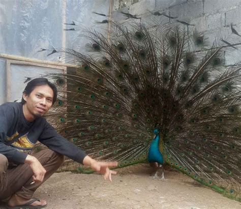 Peafowl) boleh merujuk kepada dua spesies burung dalam genus pavo, dalam keluarga phasianidae.dua spesies merak ialah merak biru dan merak hijau. Jual Merak Putih Dan Merak Biru Remaja hingga Indukan Siap ...