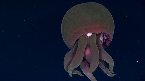 Bbc Two Decade Of Discovery Deep Sea Jelly