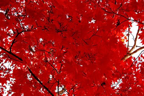 Red Autumn Leaves Smithsonian Photo Contest Smithsonian Magazine