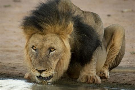 video 5 things you didn t know about black maned lions africa geographic