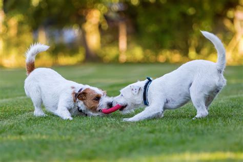 Dog Play Differences Between Fun And Aggression Hills Pet