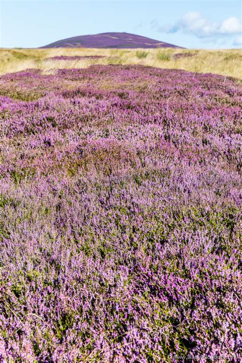 Heather National Flower Scotland Best Flower Wallpaper