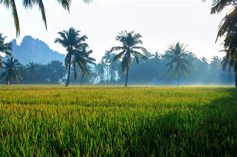 Perbedaan Antara Sawah Dan Ladang Walau Kelihatannya Sama Tetapi Beda