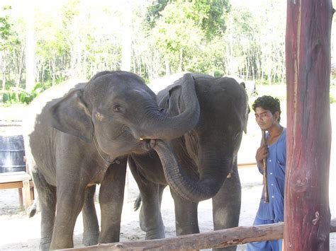 Why do elephants show the greatest effection? Baby Elephant Show | baby elephants "earning their keep ...